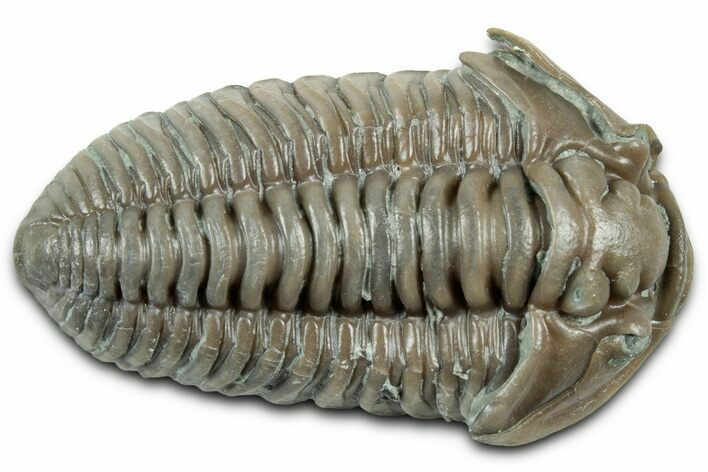 Long Prone Flexicalymene Trilobite - Indiana #325811